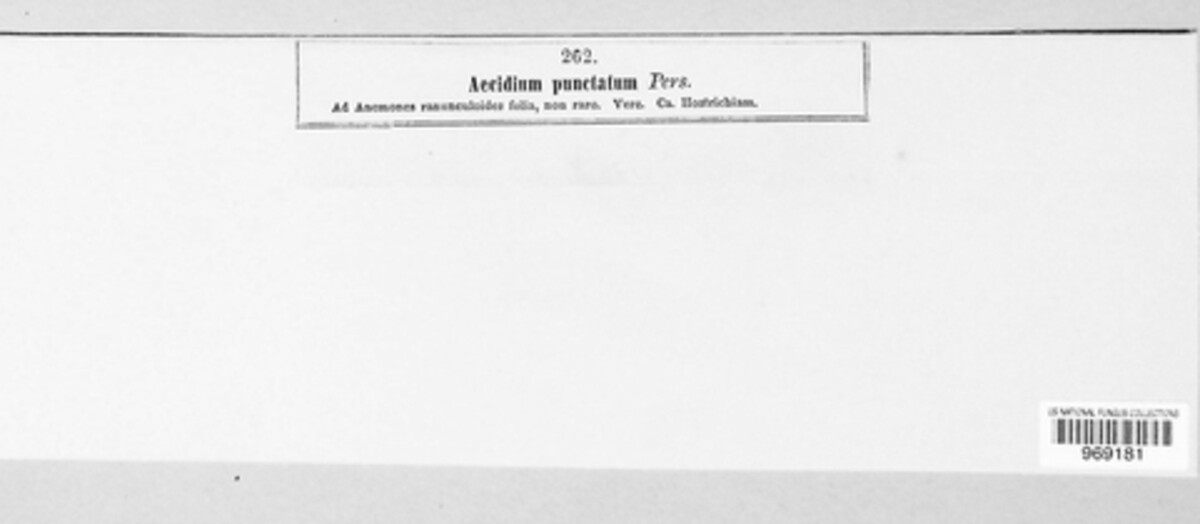 Aecidiolum punctatum image